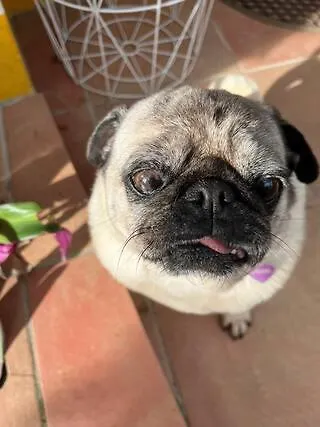 At Flaminga S Place Lajes do Pico