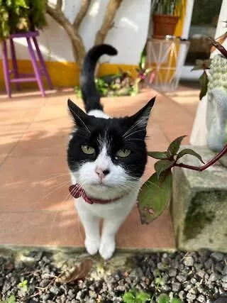 At Flaminga S Place *