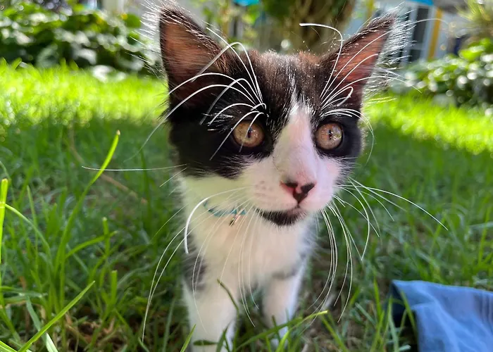 At Flaminga S Place * לאז'ס דו פיקו